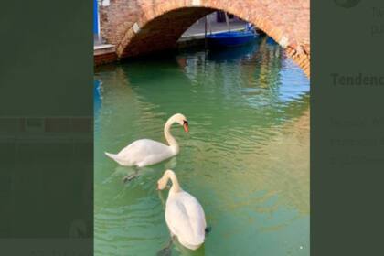 Las calles de Venecia, hoy sin turismo, las recorren y disfrutan cisnes y pequeños pececitos.