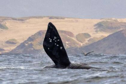 Las callosidades de la ballena permitieron identificarla como parte de una rara especie