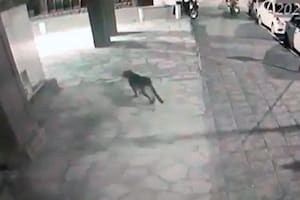 Alerta en Bariloche: buscan a un puma que deambulaba por el centro