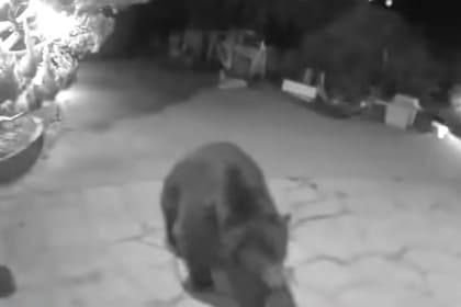 Las cámaras de seguridad en la casa de Altadena mostraron la actividad del oso