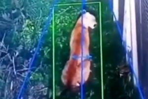 Qué se sabe del puma suelto en Hudson