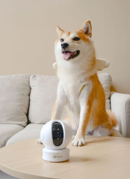 Las cámaras de vigilancia hogareña hoy vienen adaptadas para detectar el movimiento de las mascotas; la idea es poder ver qué están haciendo en casa cuando estamos ausentes