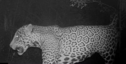 Las cámaras trampa fueron claves para encontrar al nuevo macho (Foto: argentina.gob.ar)