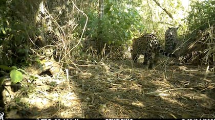 Las cámaras trampa fueron colocadas en áreas estratégicas para conocer la evolución de distintas especies