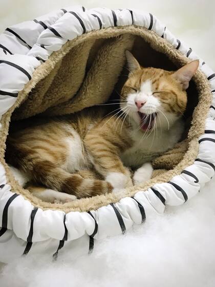 ¿Las camas más cómodas? Las tiene Toba.