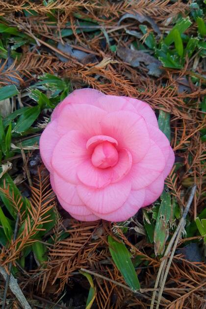 Las camelias crecen en medio de un bosque de coníferas, que aporta los nutrientes necesarios al suelo para que se desarrollen sanas