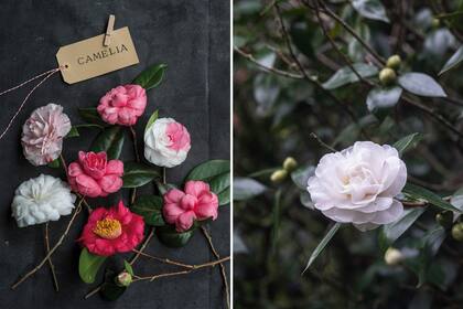 Las camelias fueron definitivamente introducidas en Europa desde China a finales del siglo XVIII.