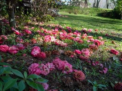 Las camelias suelen desprender sus flores y generar un manto en el suelo.