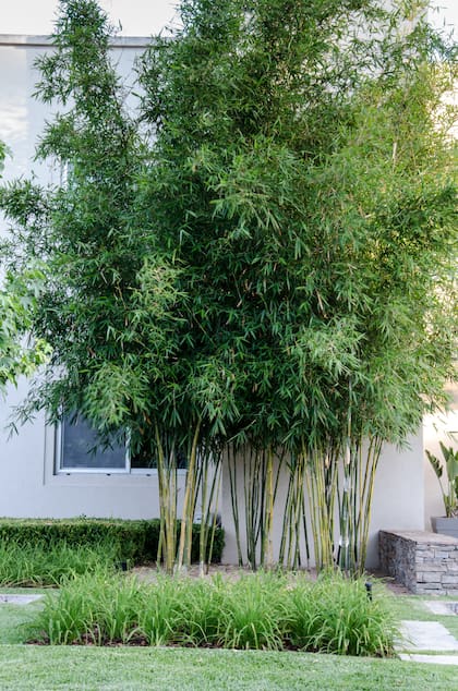 Las cañas de bambú pueden crecer más de 4 metros de altura