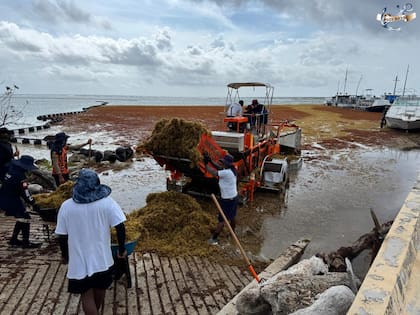 Las cantidades de sargazo que arribaron a las costas este año fue muy superior a los registros anteriores