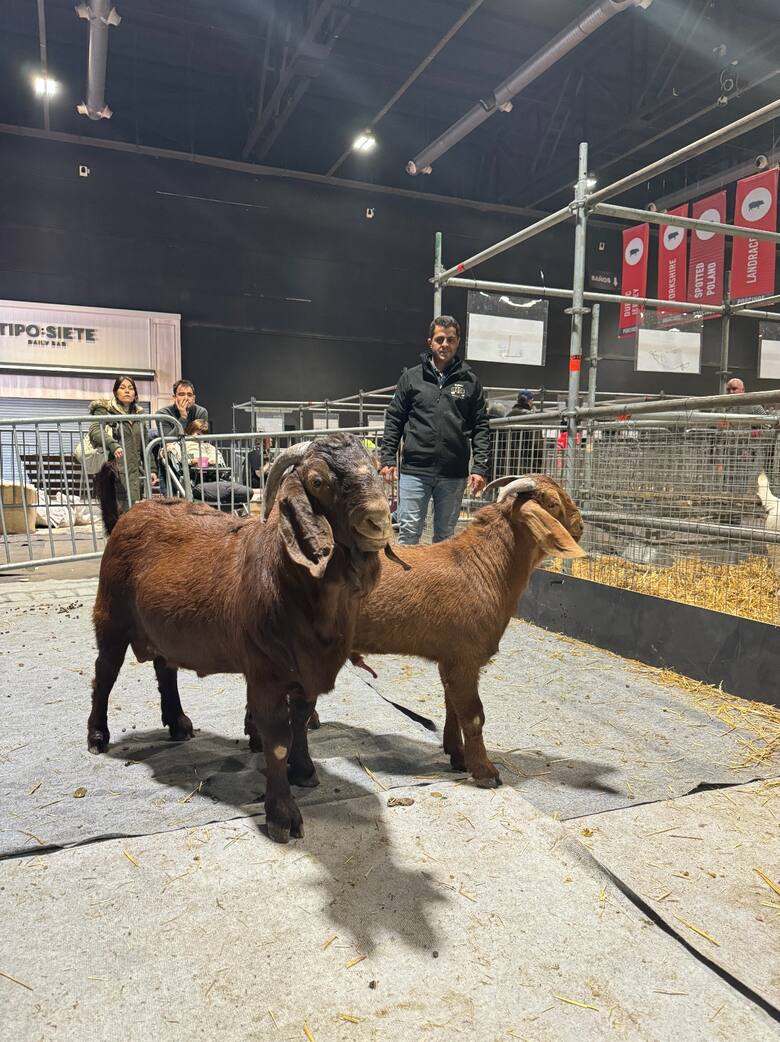 Ideales para los chicos: los ponys que vinieron a la Rural y causan sensación