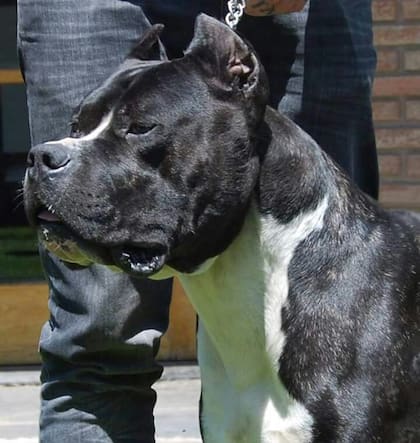 Las características del perro Pampa Argentino