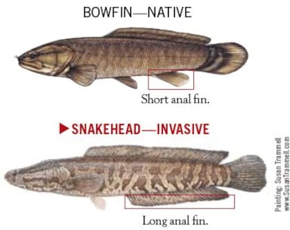 Las características del pez que preocupa a los Estados Unidos