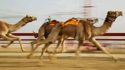 Las carreras de camellos son un "deporte patrimonial" muy popular en los Emiratos Árabes Unidos