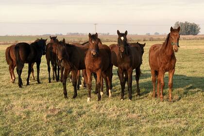 En el sector destacan una fuerte pérdida económica en una actividad que genera mucho empleo