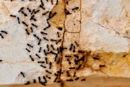 Las casas que cuenten con gran cantidad de insectos como hormigas, grillos y cucarachas, es probable que atraigan tarántulas