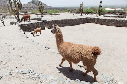 Las casas se construían como subsuelos, para evitar el viento y el frío.