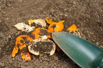 Las cáscaras de cítricos constituyen un refugio para babosas y caracoles