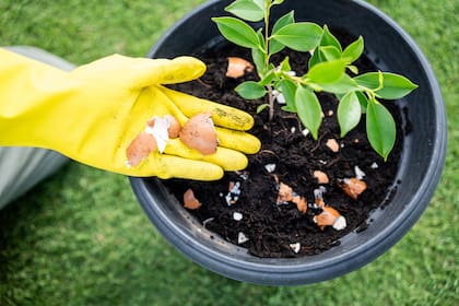 Las cáscaras de huevo son una receta clásica para controlar caracoles ya que se pegan a ellos, los inmovilizan y causan su muerte
