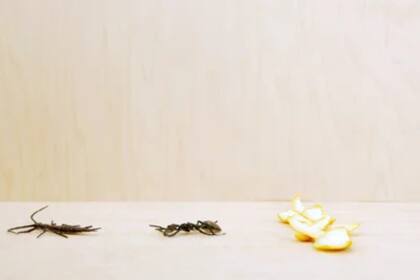 Las cáscaras de limón funcionan como un repelente natural contra insectos