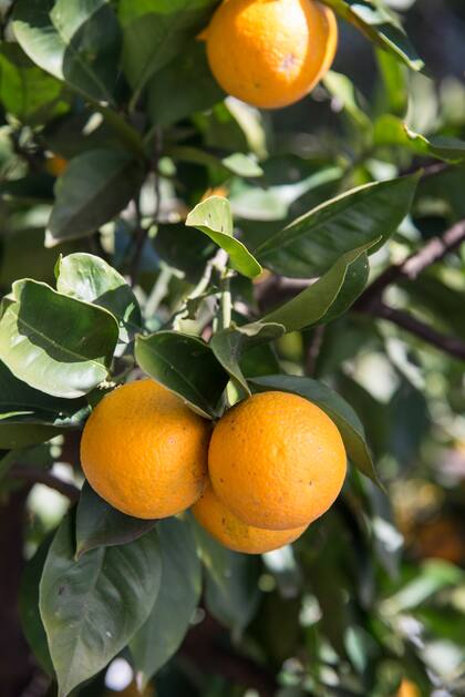 Las cáscaras se extraen de restos de industrias de elaboración de mermeladas, e incluso de la plaza del centro de Tandil.