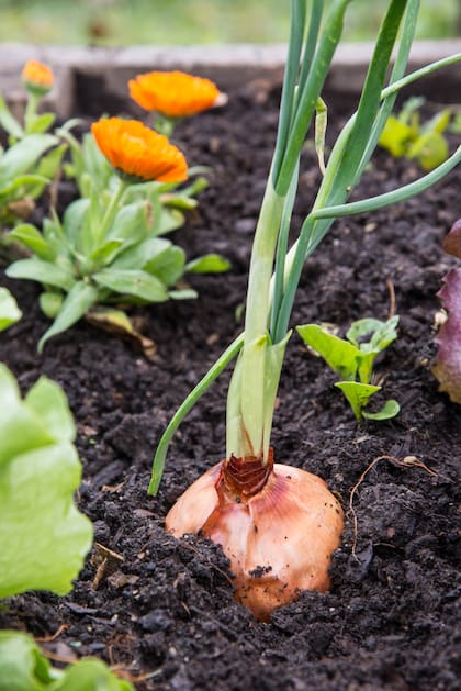 .Las cebollas poseen grandes beneficios para la salud