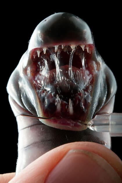 Las cecilias tienen hileras de dientes puntiagudos (dos arriba y dos abajo) para defenderse de los depredadores y para atrapar lombrices