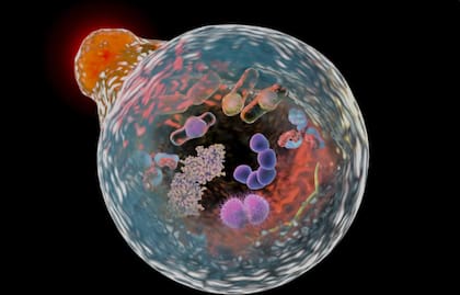 Las células de nuestro cuerpo son capaces de envolver y atrapar dentro de membranas los orgánulos y proteínas que ya no les sirven