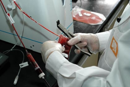 Las células madre de cordón umbilical empiezan a ser valoradas en la Argentina