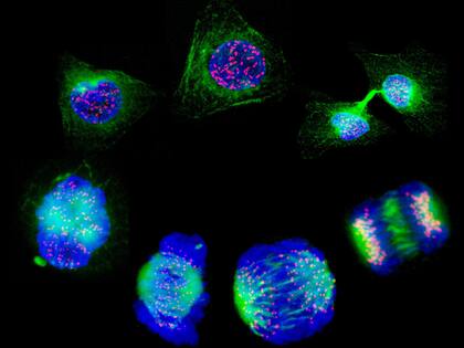 Las células pueden multiplicarse y diferentes genes activos en cada tipo de célula las guían a realizar su función. 