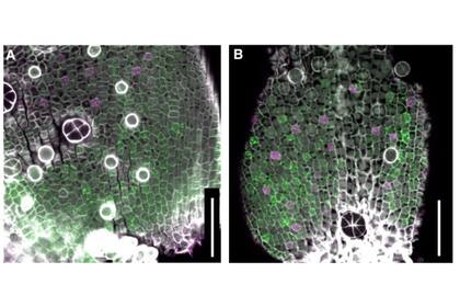 Las células que expresan dos genes implicados en el desarrollo de los estomas, SPEECHLESS (verde) y MUTE (magenta), se visualizan simultáneamente en una hoja entera intacta de la planta anfibia Callitriche palustris (A, izquierda) y la especie de planta terrestre Callitriche japonica (B, derecha )