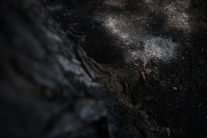 Las cenizas de Juan José Sebreli, al pie de una tipa centenaria