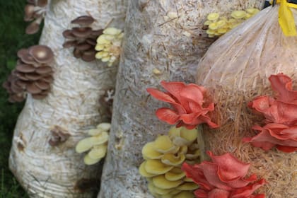 Las cepas de las gírgolas varían su color. Según el clima, habrá grises, pardas, amarillas o rosas.