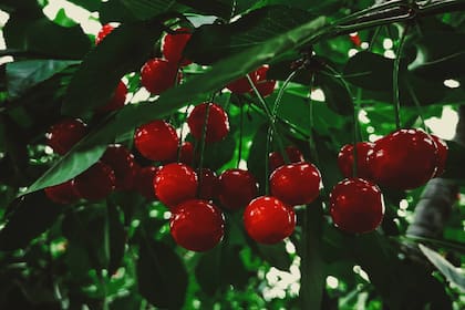 Las cerezas ácidas de Montmorency tienen buenos niveles de melatonina