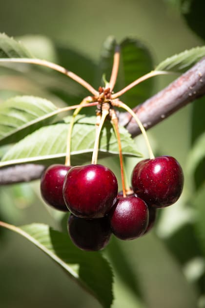 Las cerezas de Los Antiguos se venden en todo el mundo y tienen denominación de origen.