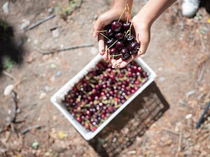 Las cerezas son de exportación.