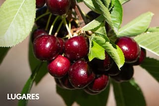 Una chacra familiar las produce y exporta desde la Patagonia a Estonia, Dubái