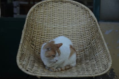 Las chicas de Gorriti, como las conocen en el Barrio, son dos vendedoras nonagesimas de una tradicional tienda de artÕculos de mimbre. Angela, a quien llaman Lita (90), y Maria Angela a quien llaman Mary (89), contaron como creo el negocio su padre cuando las calles eran de tierra