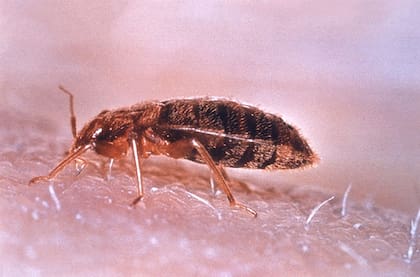 Las chinches, cuyo nombre cientifico es Cimex lectularius, también son popularmente conocidas como chinche de las camas y es un insecto hemíptero de la familia Cimicidae