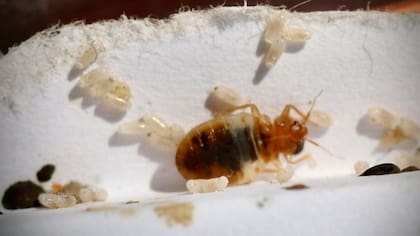 Las chinches miden menos de 1 centímetro y se alimentan de la sangre humana