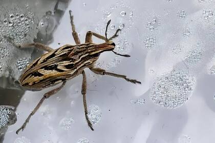 Las chinches transmiten el patógeno llamado Trypanosoma cruzi a los humanos, pero esta enfermedad puede permanecer "durmiendo" durante mucho tiempo