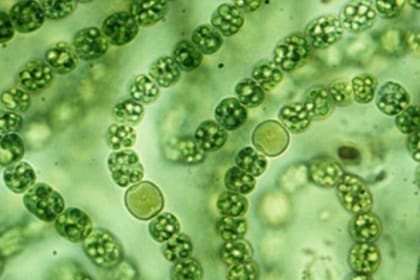 Las cianobacterias poseen clorofila y fueron, hace 2300 millones de años, las primeras criaturas vivientes en realizar el proceso completo de fotosíntesis, lo que posibilitó dotar al ambiente terrestre de mayores cantidades de oxígeno