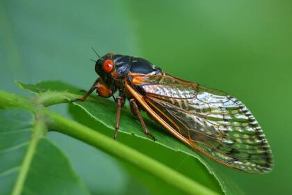 Las cigarras no representan riesgos sanitarios para las personas ni para los animales domésticos (National Geographic)