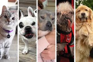 Las cinco mascotas más famosas del mundo