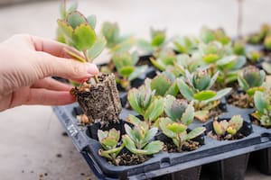 Las cinco plantas de interior que dan flores todo el año y son fáciles de cuidar