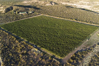 Las cinco primeras hectáreas plantadas desde 2001 en Valle Azul por la condesa Cinzano