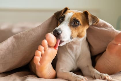 Las cinco razones por la que los perros le lamen los pies al dueño