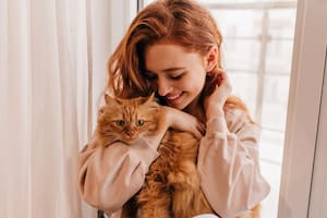 Cuáles son las cinco señales de que un gato eligió a su persona favorita
