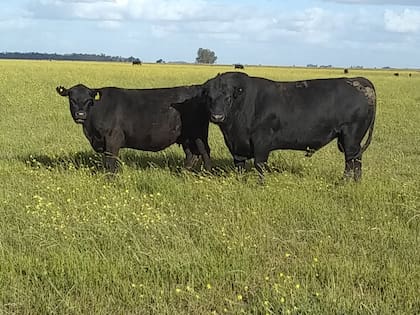 Las claves para una excelente calidad de hacienda es tener una buena base forrajera, una alta carga y un mejoramiento genético