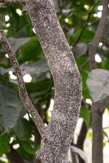 Las cochinillas algodonosas se encuentran principalmente en las axilas de las hojas, los brotes y en las partes inferiores de las hojas